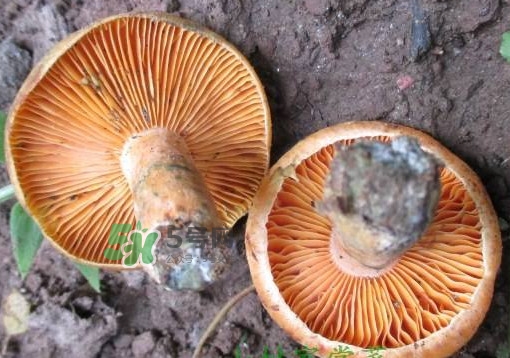 松乳菇真的好吃嗎？松乳菇哪里能吃到