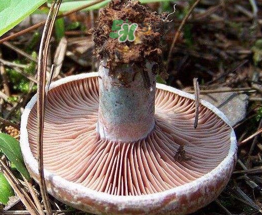 松乳菇真的好吃嗎？松乳菇哪里能吃到