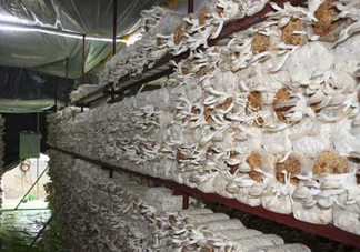 秀珍菇什么品種好？一萬袋秀珍菇要多少成本