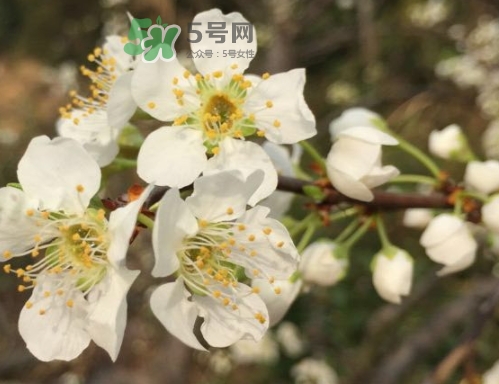 奈李可以放冰箱嗎？奈李怎么保存