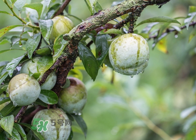 奈李可以和葡萄一起吃嗎？奈李能和葡萄同吃嗎