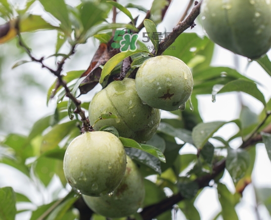 奈李可以和葡萄一起吃嗎？奈李能和葡萄同吃嗎