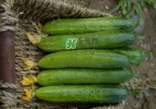 立秋可以種黃瓜嗎？立秋后能種黃瓜嗎？