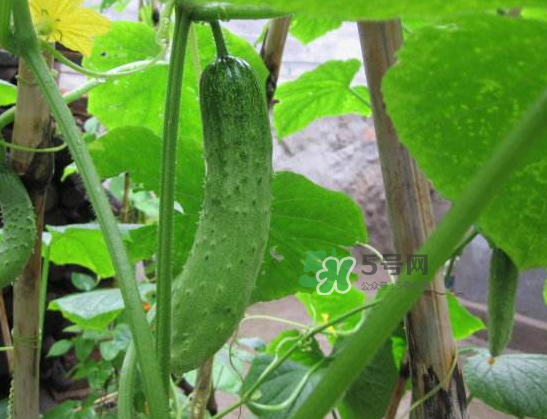 立秋可以種黃瓜嗎？立秋后能種黃瓜嗎？