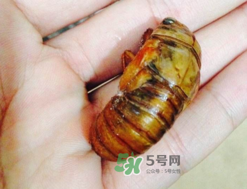 知了猴可以煮著吃嗎？知了猴怎么煮？