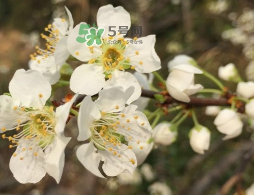 月經(jīng)期間可以吃奈李嗎？來月經(jīng)可以吃奈李嗎