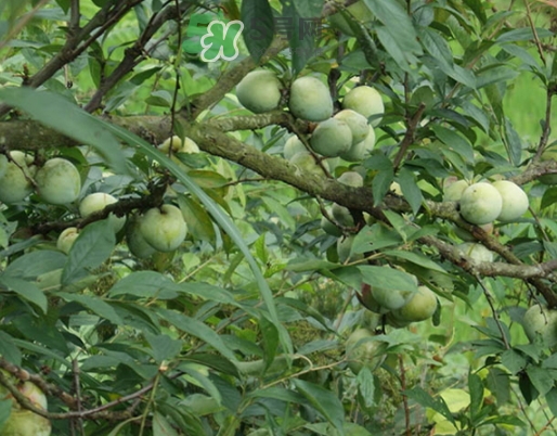 月經(jīng)期間可以吃奈李嗎？來月經(jīng)可以吃奈李嗎