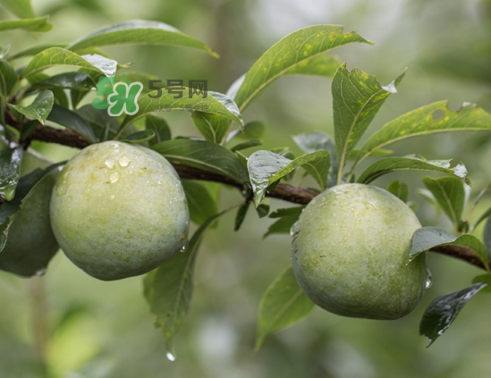 寶寶可以吃奈李嗎？寶寶多大可以吃奈李