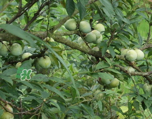 寶寶可以吃奈李嗎？寶寶多大可以吃奈李