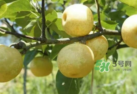 奈李怎么吃？奈李的食用方法