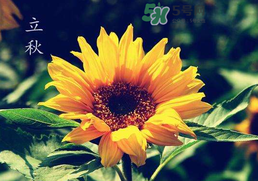 立秋為什么在處暑前？為什么立秋早過處暑？