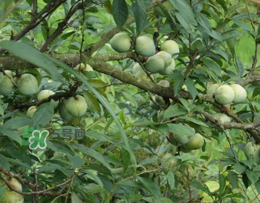 奈李怎么挑？奈李怎么挑選
