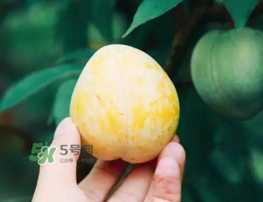 奈李怎么挑？奈李怎么挑選