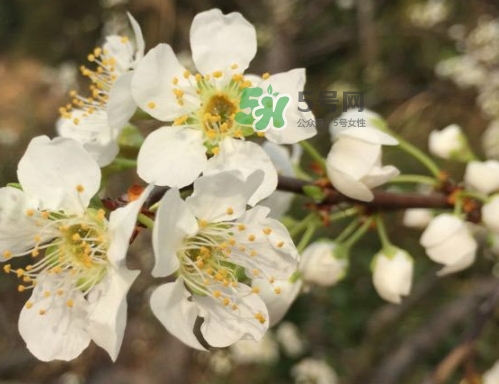 奈李多少錢一斤？奈李價(jià)格表