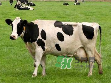 牛初乳咀嚼片為什么會(huì)拉肚子？牛初乳咀嚼片吃了拉肚子正常嗎？