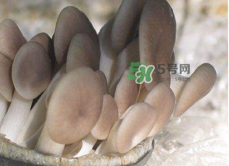 秀珍菇一畝地能種植多少包？秀珍菇如何出菇管理