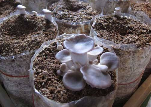 秀珍菇什么品種好？一萬袋秀珍菇要多少成本