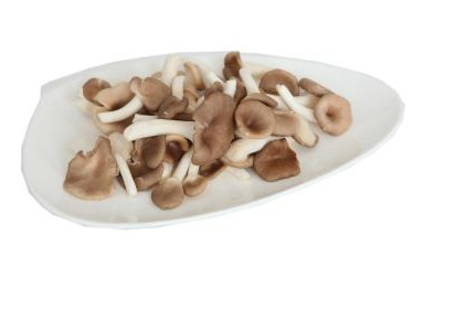 秀珍菇什么品種好？一萬袋秀珍菇要多少成本