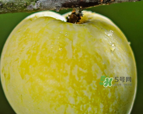 黃金奈李什么時候成熟？黃金奈李孕婦可以吃嗎