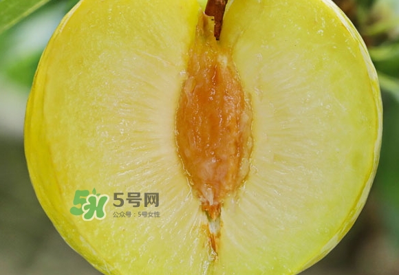 黃金奈李什么時候成熟？黃金奈李孕婦可以吃嗎