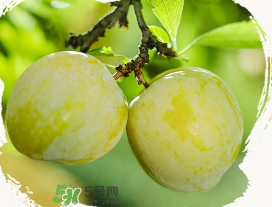 黃金奈李什么時候成熟？黃金奈李孕婦可以吃嗎