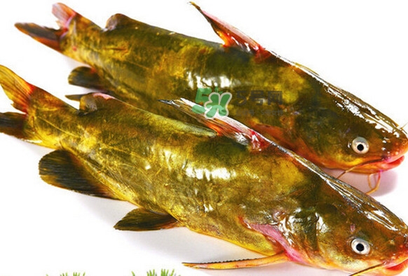 黃刺魚(yú)死了能吃嗎？黃刺魚(yú)不能與什么同食