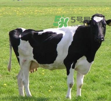 牛初乳哪種比較好？牛初乳哪個品牌的好？