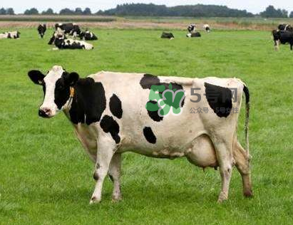 牛初乳哪種比較好？牛初乳哪個品牌的好？