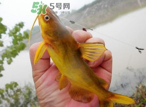 黃刺魚多少錢一斤？野生黃刺魚多少錢一斤