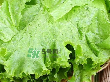 生菜變紅還能吃嗎_生菜變紅是什么原因 生菜變紅還能吃嗎_生菜變紅是什么原因