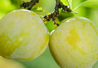 黃金奈李多少錢一斤？黃金奈李價(jià)格