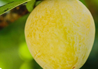 黃金奈李什么時(shí)候成熟？黃金奈李孕婦可以吃嗎