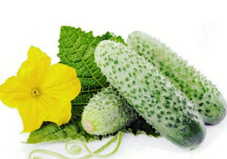 立秋可以種黃瓜嗎？立秋后能種黃瓜嗎？