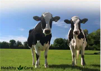 牛初乳是奶粉嗎？牛初乳跟奶粉的區(qū)別