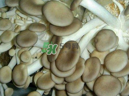 哪些人不能吃秀珍菇？秀珍菇不能和什么同吃？