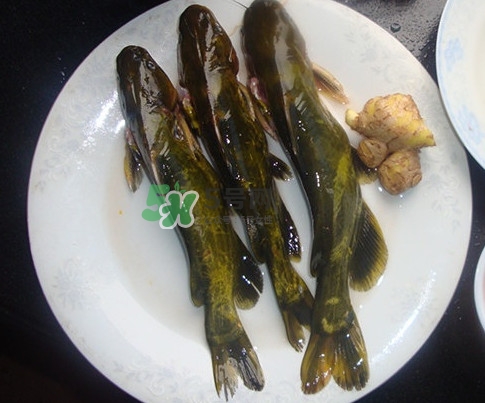 黃刺魚(yú)是發(fā)物嗎？黃刺魚(yú)是黃辣丁嗎