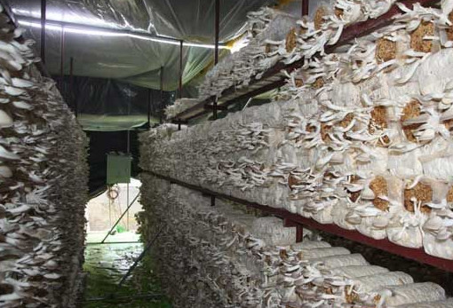 秀珍菇什么品種好？一萬袋秀珍菇要多少成本