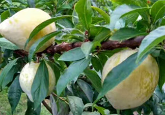 奈李可以放冰箱嗎？奈李怎么保存