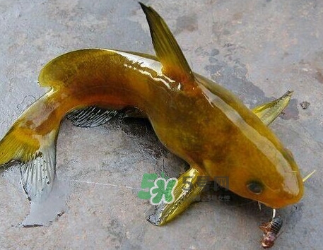 黃刺魚幾月份最好釣？黃刺魚怎么釣