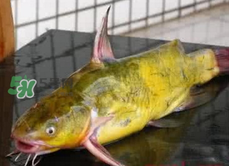 黃刺魚什么天氣好釣？黃刺魚釣魚最佳時間