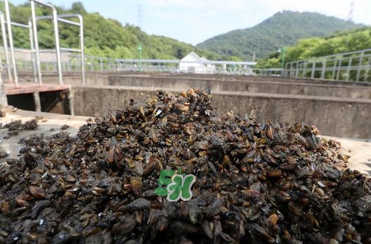 海瓜子多少錢一斤？西湖撈起的海瓜子能吃嗎