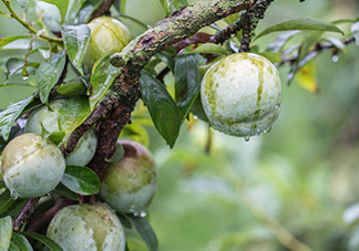 奈李怎么挑？奈李怎么挑選