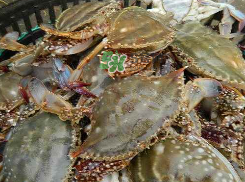 活的梭子蟹怎么保存？活梭子蟹保存方法