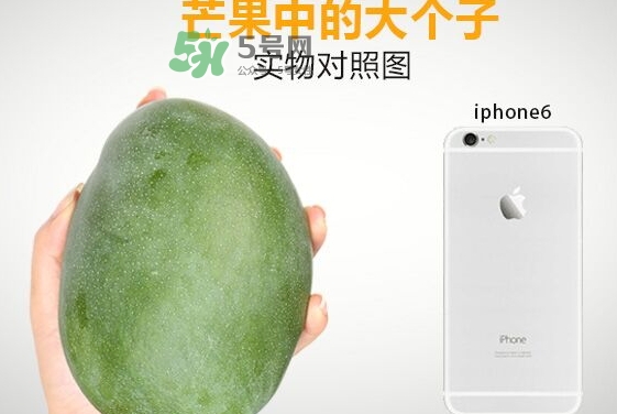 凱特芒果多少錢一斤？凱特芒果價(jià)格