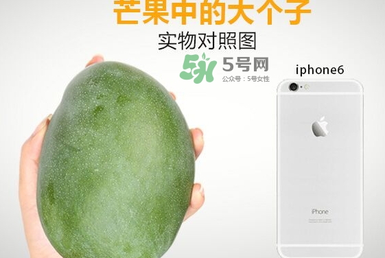 凱特芒果什么時候上市？凱特芒果上市時間