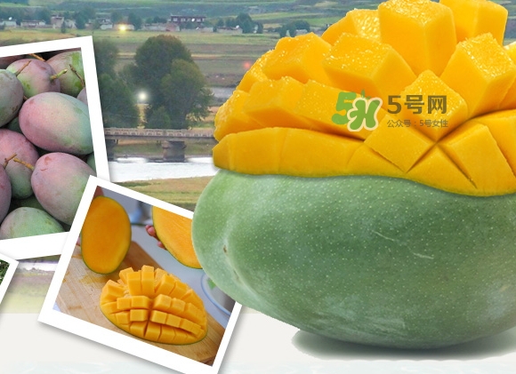 凱特芒果什么時候上市？凱特芒果上市時間