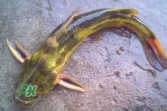 黃蜂魚有毒嗎？黃蜂魚怎么去毒