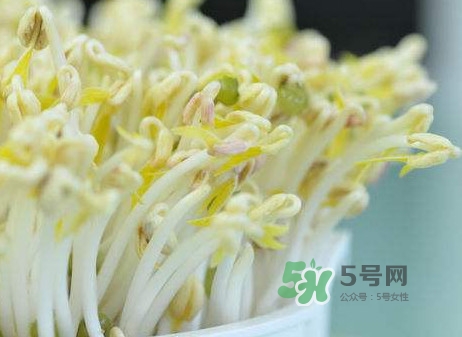 豆芽什么季節(jié)吃？豆芽什么時(shí)候有