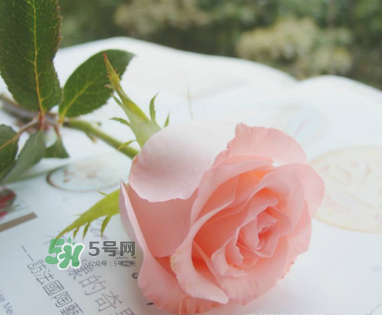 roseonly限量紅粉玫瑰多少錢(qián)？有幾朵？