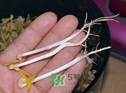 豆芽是發(fā)物嗎？豆芽能見陽光嗎